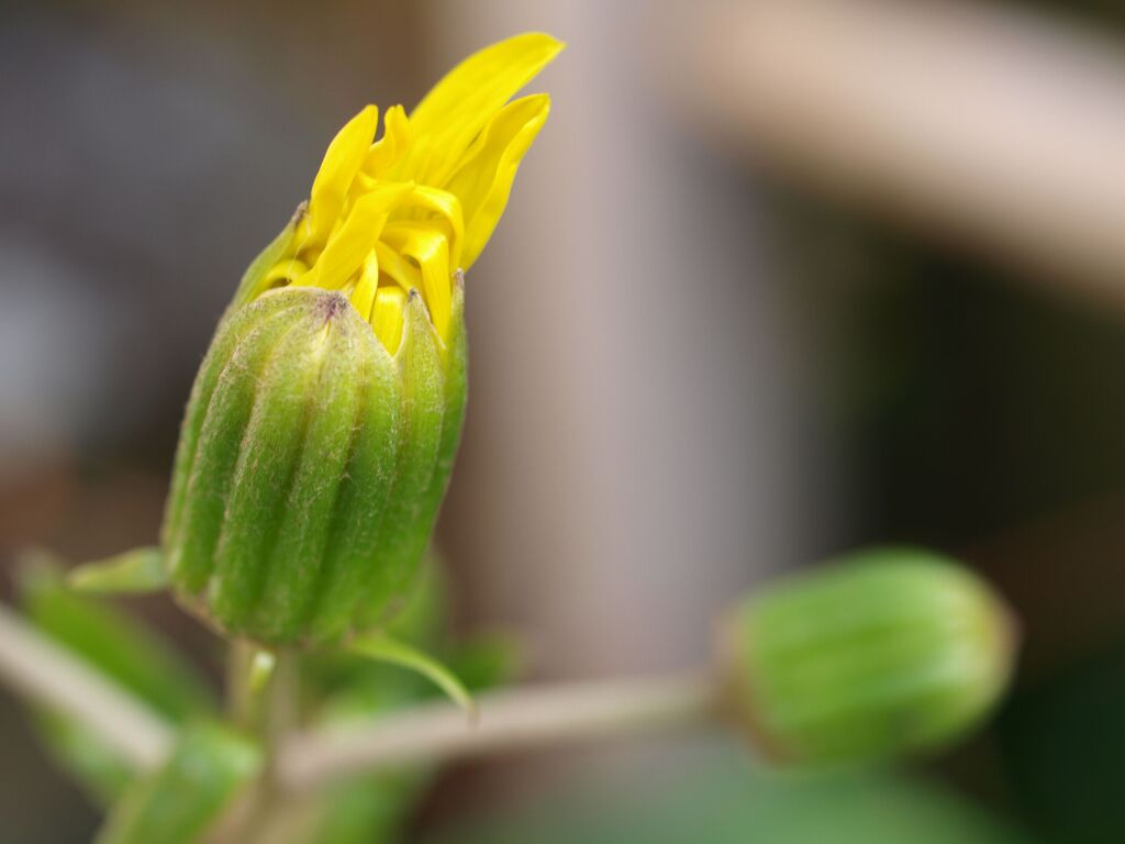 ツワブキの花