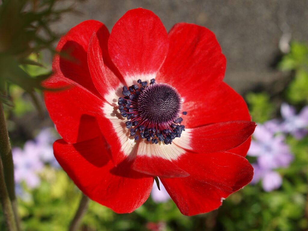 華やかさの競演２