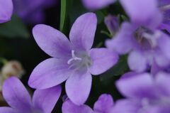 オトメギキョウ