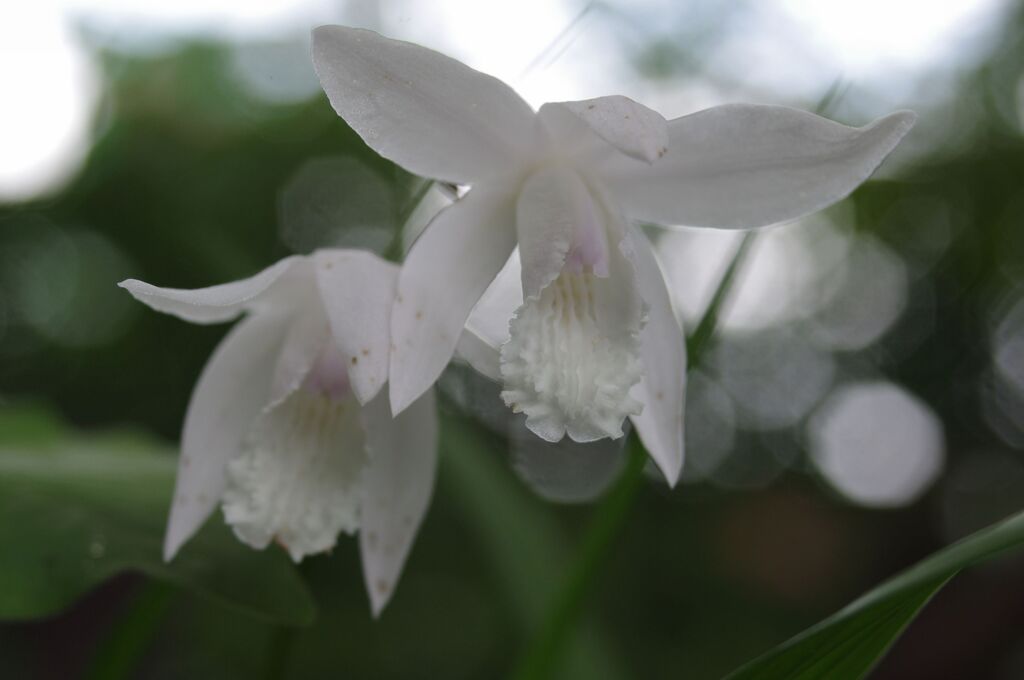白花紫蘭