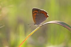 彼女募集中です