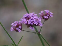 ヤナギハナガサ