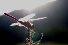 輝くアカトンボ