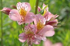 アリストロメリア