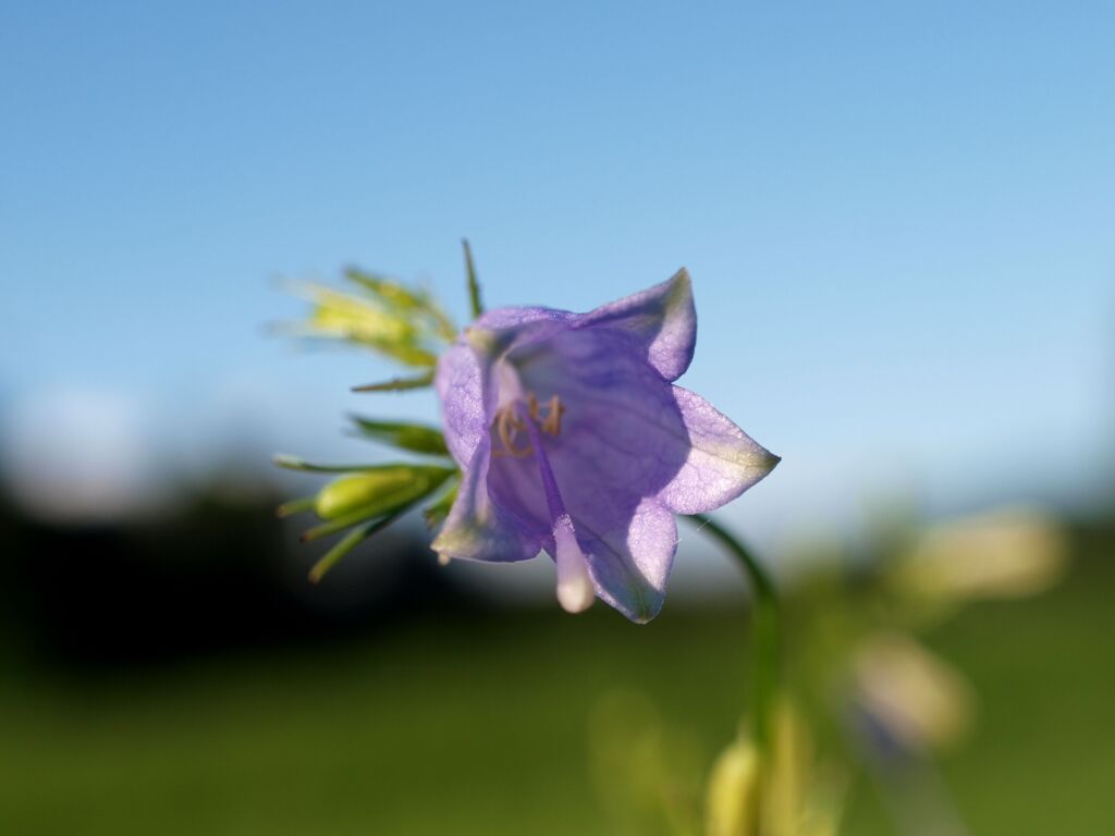 ツリガネニンジン