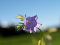 ツリガネニンジン