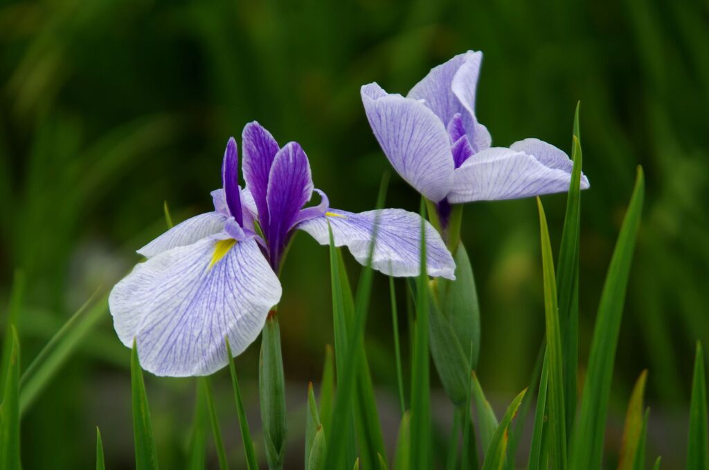 花菖蒲３