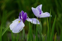 花菖蒲３
