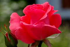 薔薇１