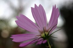 秋を彩る花達２