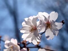 透通る桜