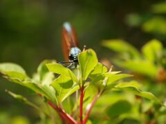 トンボは見た！