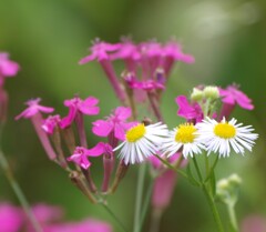 撫子とヒメジョオンの競演