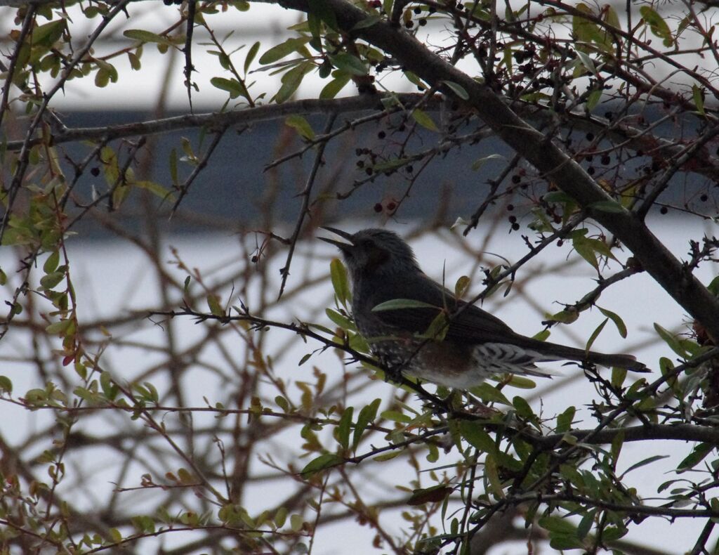 野鳥観察１