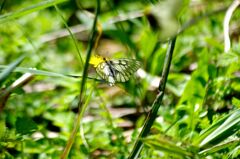 絶滅危惧種ウスバシロチョウ２