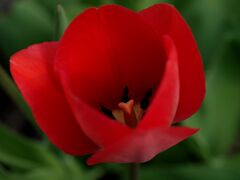 チューリップ１