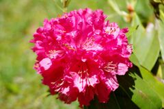 シャクナゲ１