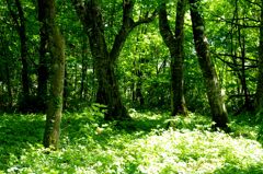 新緑の森
