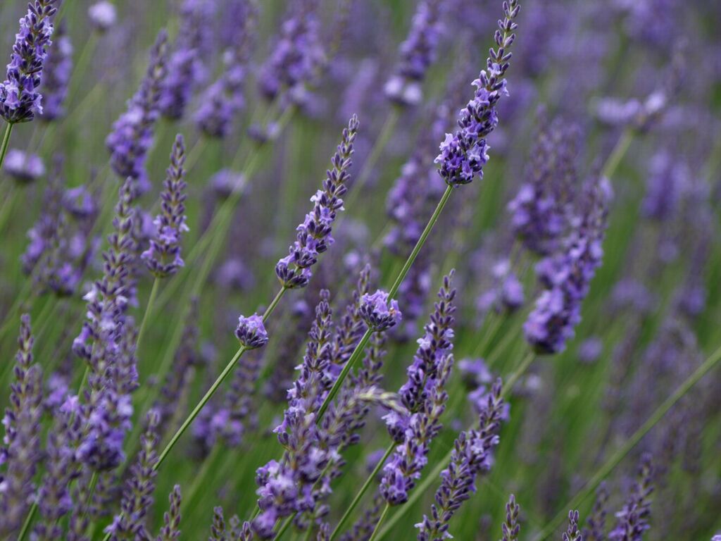 ラベンダー