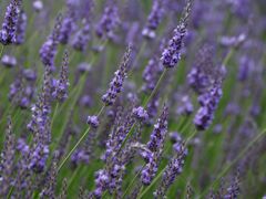 ラベンダー