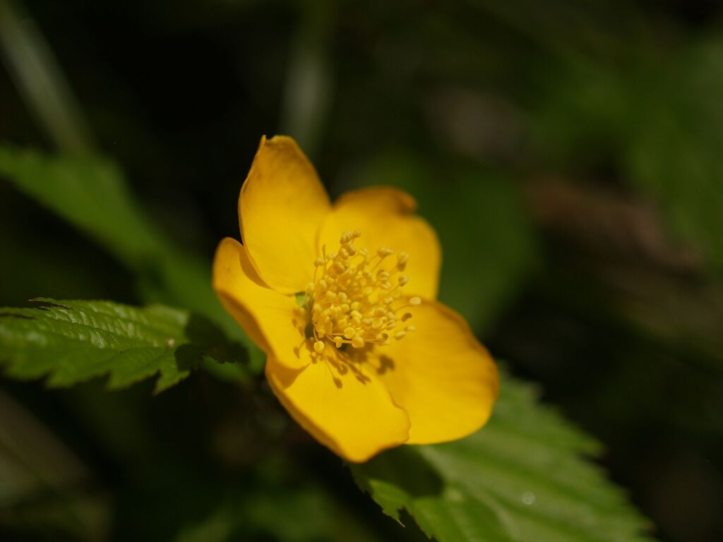 ひなたぼっこ２