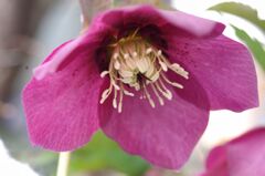 クリスマスローズ２