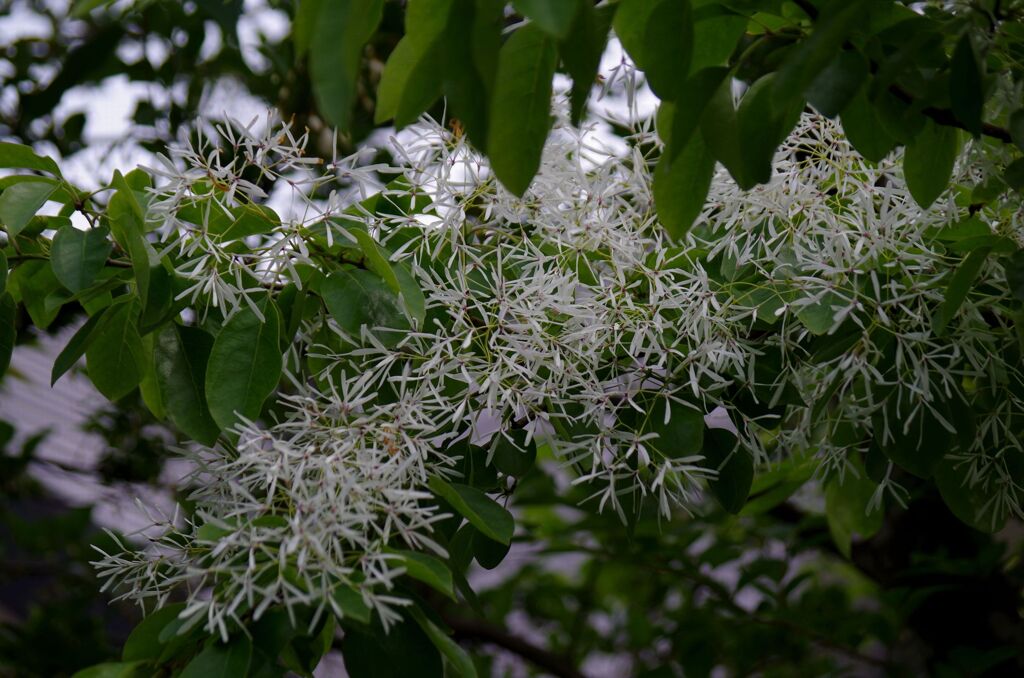 なんじゃもんじゃの木