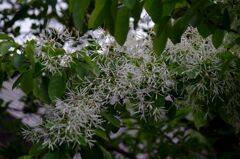 なんじゃもんじゃの木