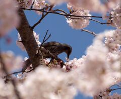 グルメなヒヨドリ