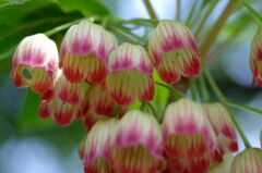 サラサドウダンツツジ３