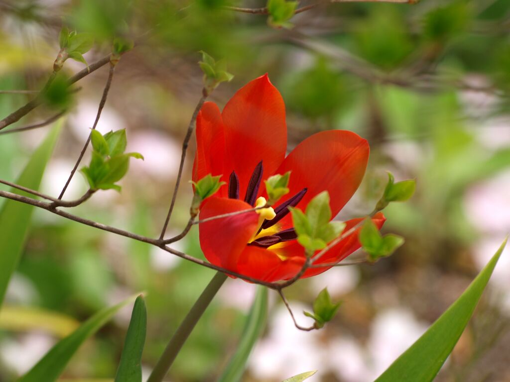 ツツジの新芽とチューリップ