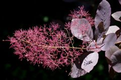 どれが花なの？