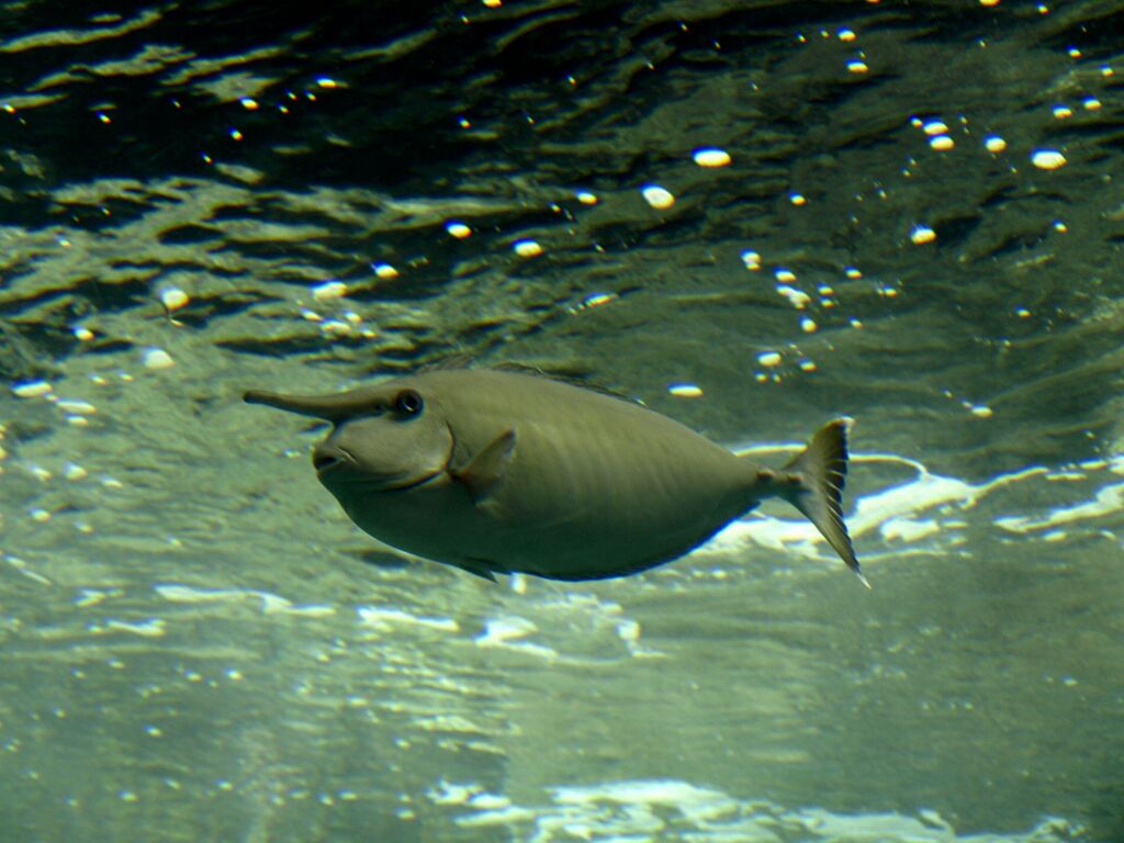 沖縄美ら海水族館にて１