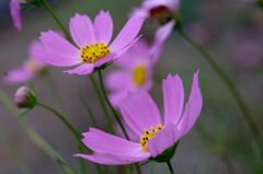 秋を彩る花達３