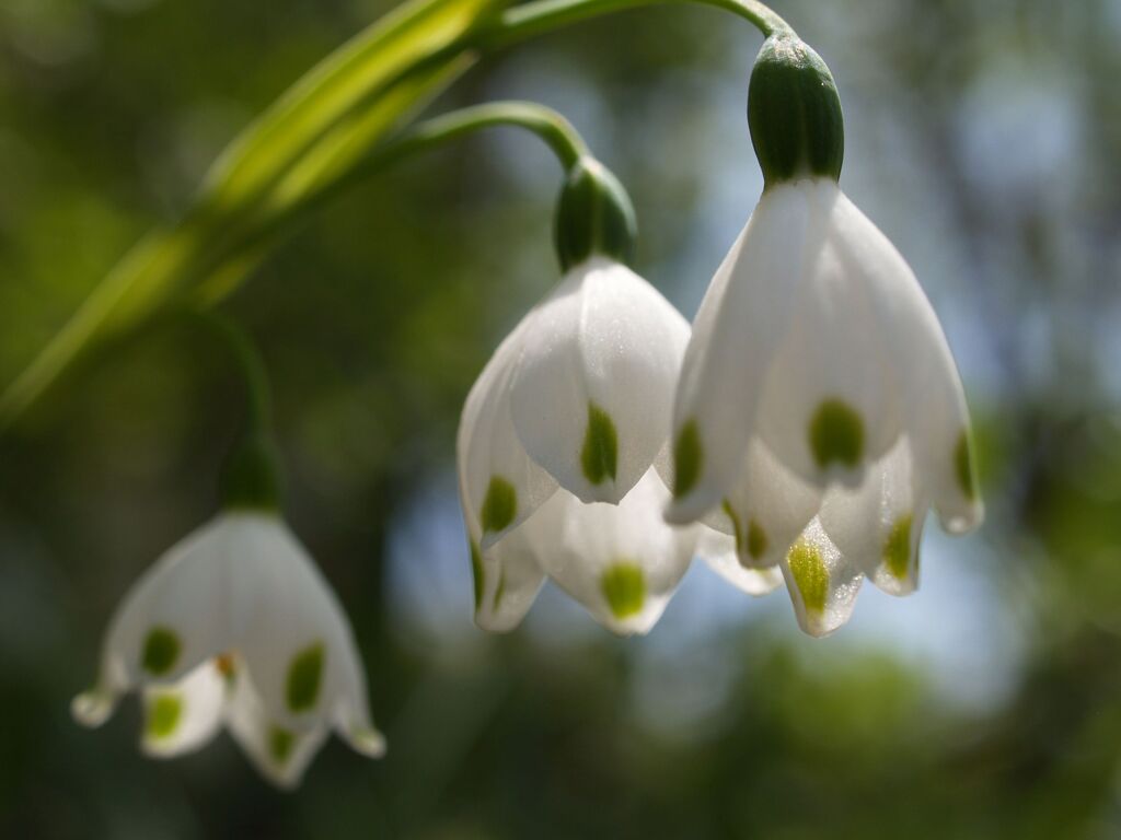 スノーフレーク（汚れなき心）