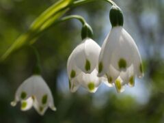 スノーフレーク（汚れなき心）