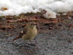 春まだかなぁ～