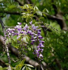 ヤマフジのお出迎え