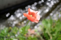 光溢れるヒナゲシ