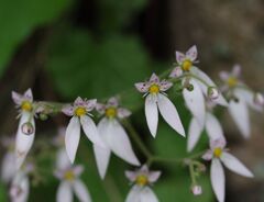 妖精のラインダンス