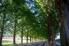 メタセコイア並木３