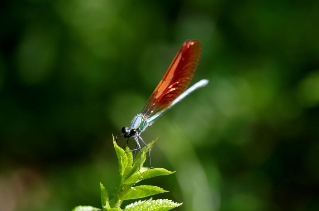 ニホンカワトンボ１