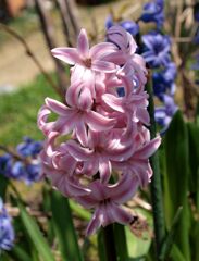 ヒヤシンス