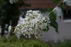 サルスベリ（ホワイト）