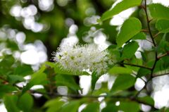 ウワミザクラ１