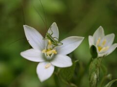 可愛いかくれんぼ