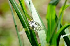 絶滅危惧種ウスバシロチョウ３