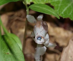 森のサファイア