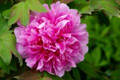 牡丹１