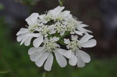 オルレア　ホワイトレース